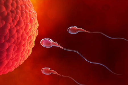 精子, 卵子, 胚珠, 天然受精。3d 医学主题插图