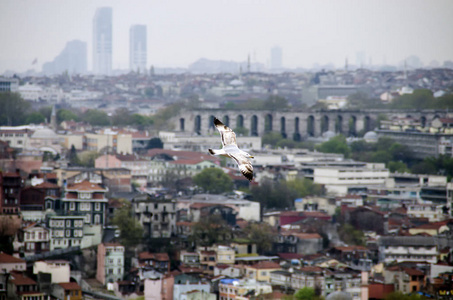 海鸥飞在伊斯坦布尔