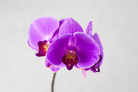 白色背景下分离的紫色兰花