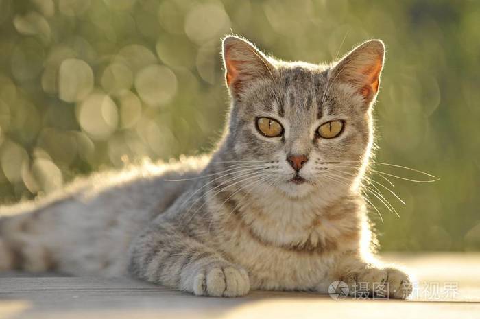 国内年轻的灰斑猫肖像