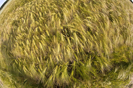 玉米地小麦
