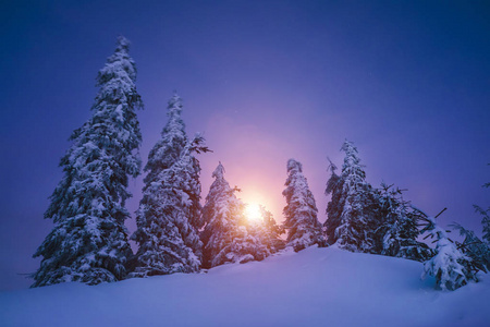 魔法杉树被在山中的雪覆盖着