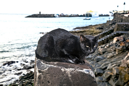 坐在岩石上的黑猫