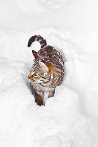 冬天猫在雪地里散步