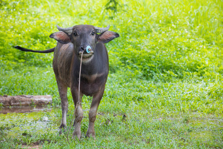 ropeon 绿色背景的女性水牛的肖像