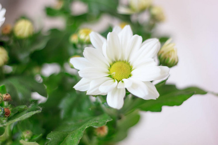 作为家居植物白色的花和美丽的花盆栽菊花