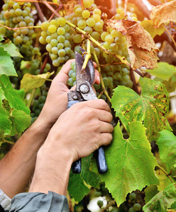 Farmersfarmers 手中持有和切割白葡萄从葡萄藤酒收获期