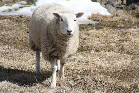 绵羊母羊