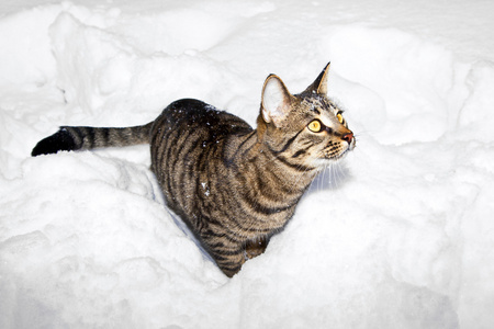 可爱的猫在花园里的雪地里漫步