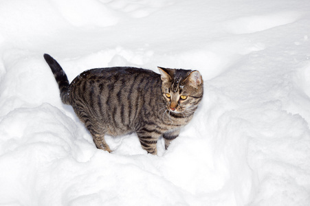 可爱的猫在花园里的雪地里漫步