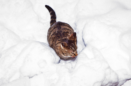 可爱的猫在花园里的雪地里漫步