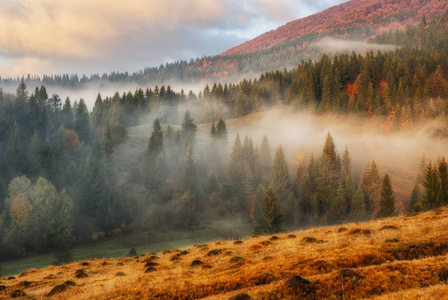 大雾的早晨。喀尔巴阡山上风景如画的秋日黎明