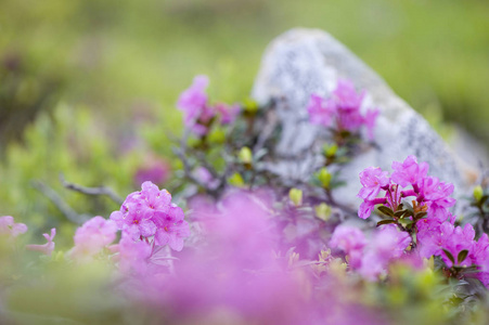 野山的花