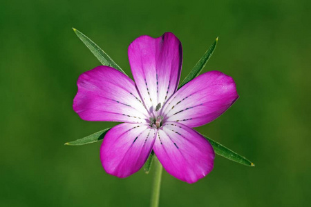 紫 Corncockle 花