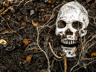 在人类的头颅骨埋在一边树的根部的土壤中。头骨有污垢附着的死亡和万圣节 skull.concept