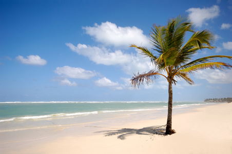 加勒比海海滩，棕榈和白沙