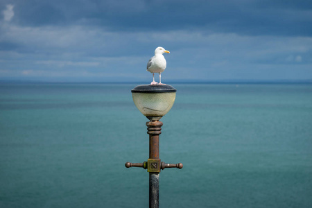 海鸥站在路灯与绿松石海背景
