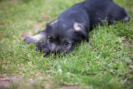 绿草 Mittelschnauzer 小狗