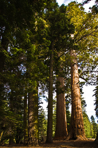 美丽的红杉国家公园里又高又大的红杉