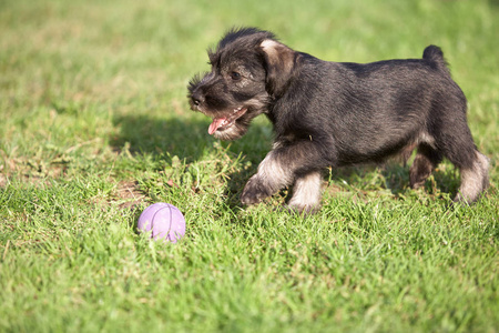 绿草 Mittelschnauzer 小狗