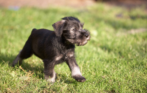 绿草 Mittelschnauzer 小狗