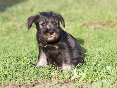 绿草 Mittelschnauzer 小狗