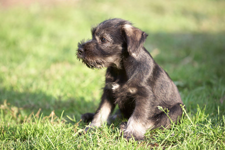 绿草 Mittelschnauzer 小狗