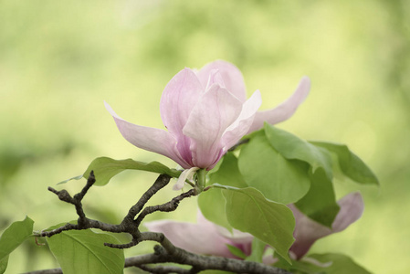 木兰的春天的花朵