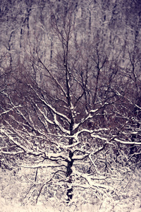 霜冻的早晨和 snowcapped 的树木覆盖着雪的森林