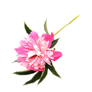 粉色牡丹鲜花隔离