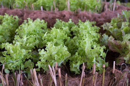 生菜沙拉在菜园里生长