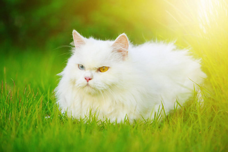 白色波斯猫与2不同色的眼睛 heterocromatic