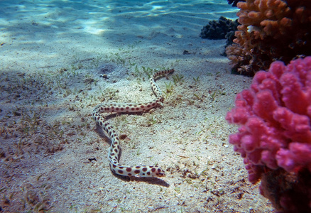 红海珊瑚礁斑蛇鳗