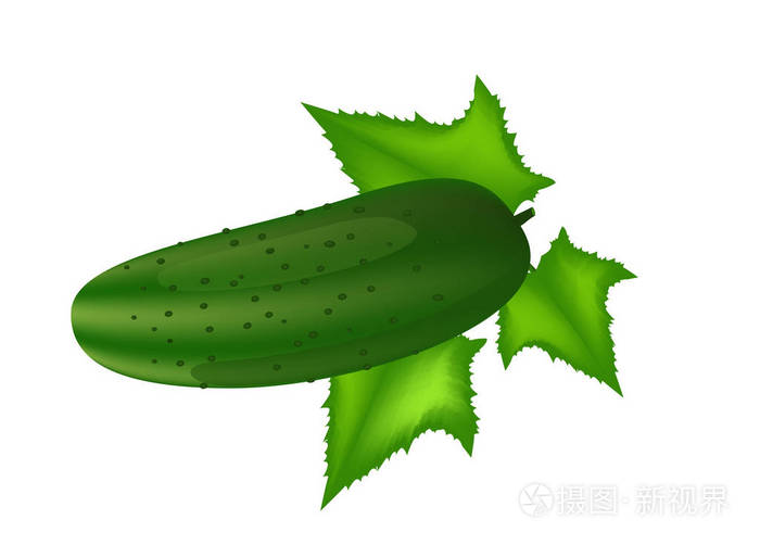 黄瓜, 叶子在白色背景上分离.矢量插图插画-正版商用n