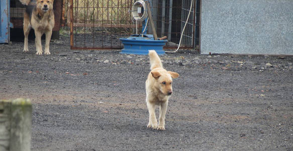 家养犬名犬狼疮近缘哺乳动物动物