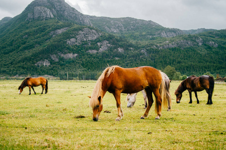 在挪威的野生动物。北欧的峡湾美丽的马在牧场上的吃草夏季多雨的天气中的字段。多云的天空。在背景上的山脉。岩石。有趣的哺乳动物动物。