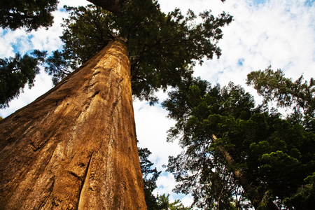 红杉国家公园与巨大红杉的老树像红杉图片