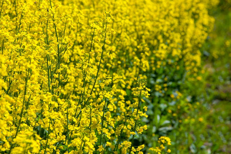 美丽开花油菜田