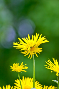 菊花 菊属