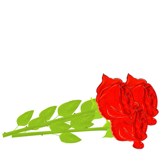 现实的红色玫瑰孤立在白色背景上。