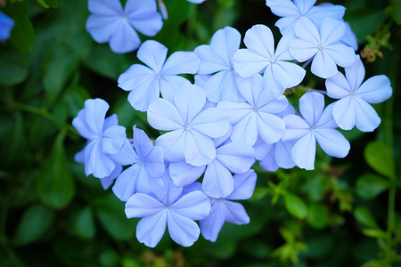 蓝色白花, 海角 leadwort 在绿色叶子背景