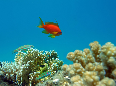 红珊瑚礁
