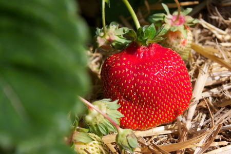 田间秸秆中新鲜成熟的红草莓选择性聚焦