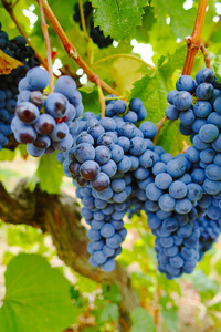 成熟的红酒葡萄准备收割，法国南部