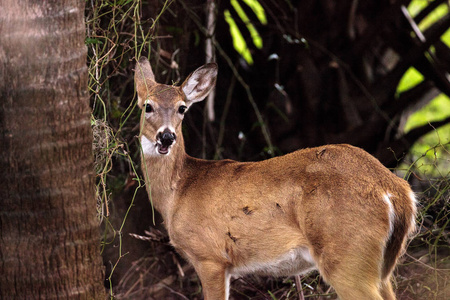 白尾鹿 Odocoileus 鹑觅食