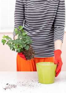 女人的手将植物 a 移植到一个新的罐子里。家庭园艺搬迁房子植物