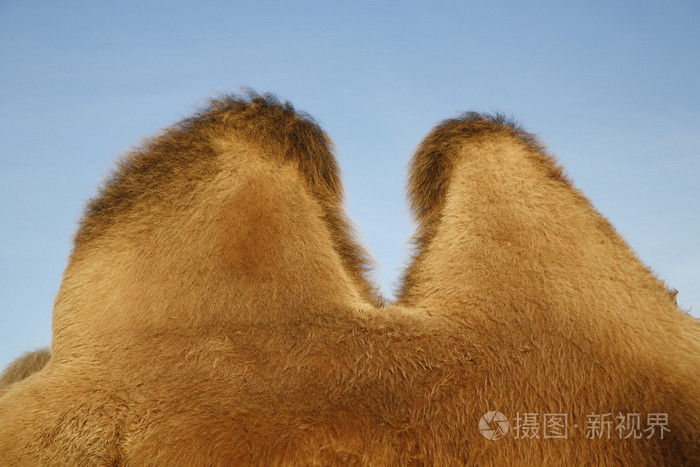 Humps of camel