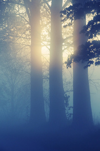令人叹为观止的雾气景观
