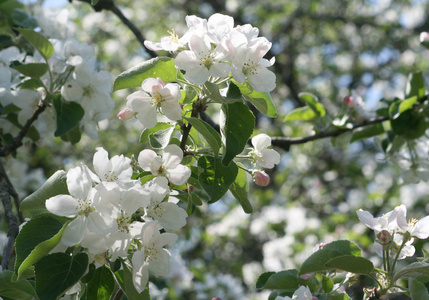 苹果树春花