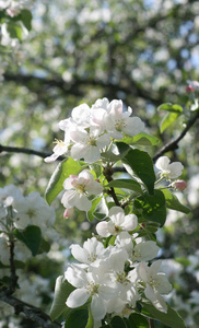 苹果树春花